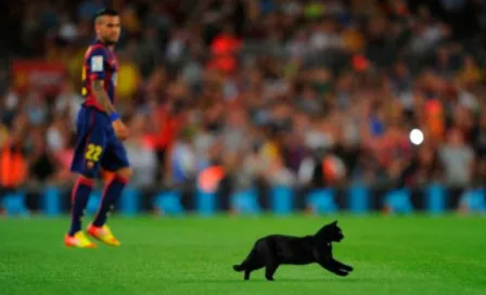 Descubre las veces que los animales invaden una cancha