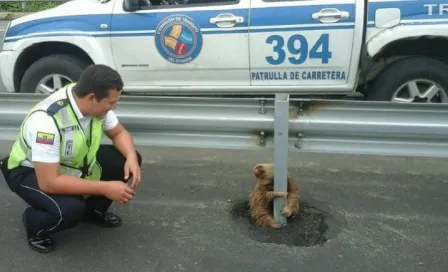 Perezoso se aferra a poste de carretera en Ecuador