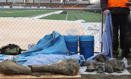 Hallan restos de mamut en estadio de Oregon State