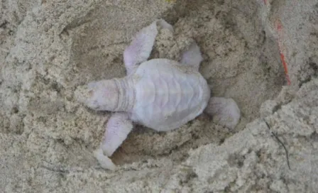 Hallan rara tortuga albina en playa de Australia