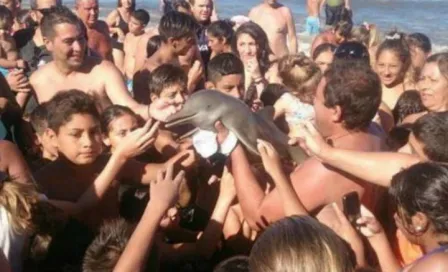 Delfín muere al ser sacado del mar para una selfie