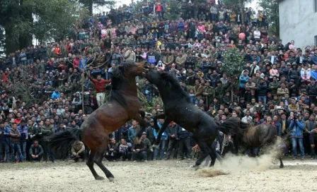 Peleas de caballos, brutal tradición china