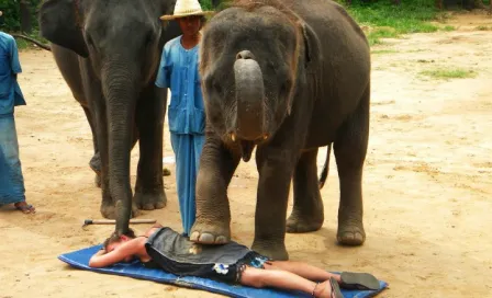 En Tailandia dan masajes con elefantes