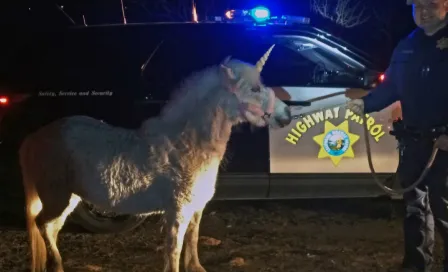 'Unicornio' escapa y es perseguido por la policía