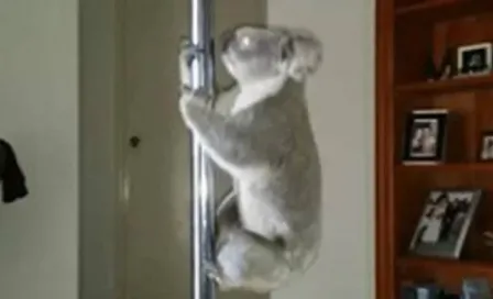 Koala hace 'pole dance' dentro de una casa