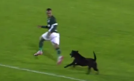 Perro trata de morder a un jugador en la cancha