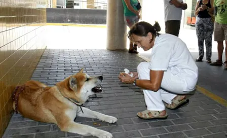 Maya, la perrita que esperó a su dueña enferma