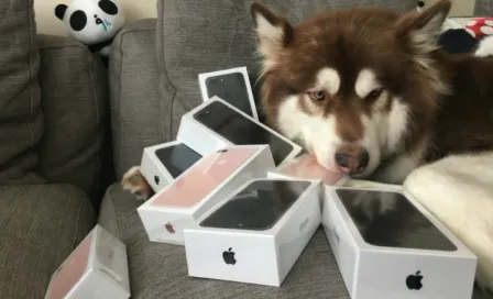 Millonario chino le regala ocho iPhone 7 a su perro 