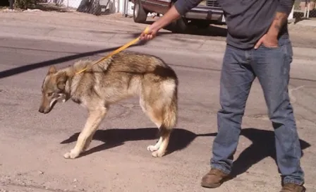 Joven adopta cachorro de lobo por error