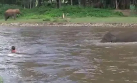 Elefante se lanza al río para salvar a su cuidador