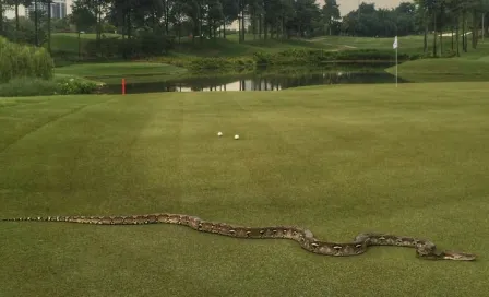 Serpiente invade campo de golf en Malasia 