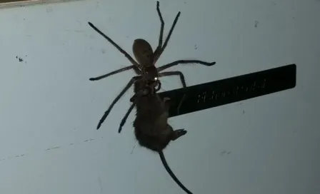 Araña gigante causa sensación tras arrastrar ratón 