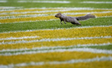 Ardilla 'invade' el césped en partido de NFL 