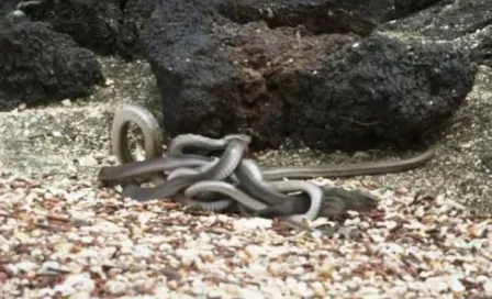 Iguana protagoniza impactante escena en documental