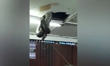 Víbora gigante cae del techo en un restaurante