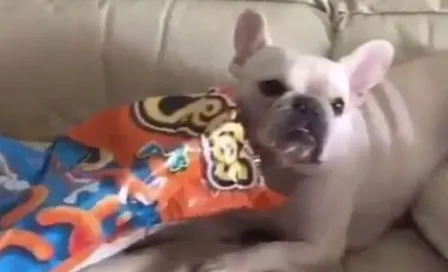 Perrita realiza el 'Maniquí Challenge' más adorable