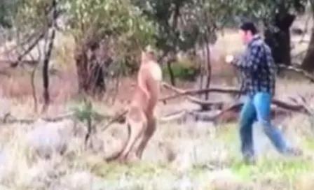 Hombre propina derechazo a canguro para salvar a su perro