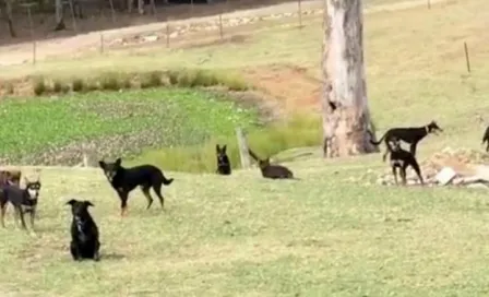 Jauría de perros realiza increíble Mannequin Challenge