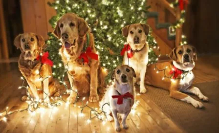 Cinco regalos de Navidad para tu perro