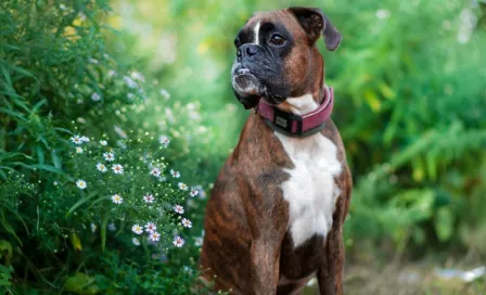 'Strawberry', el perro más fotogénico del mundo