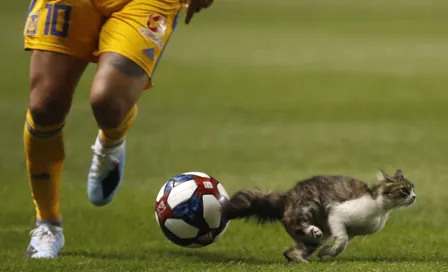    Gato interrumpe el Real Salt Lake-Tigres de la Leagues Cup 