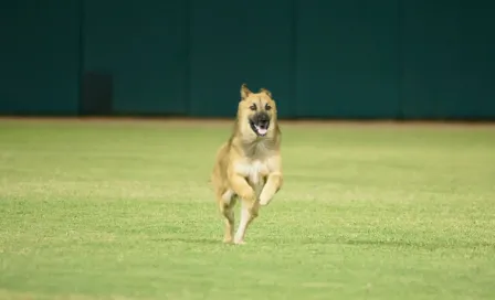 Perro invadió el diamante de beisbol durante el Charros vs Cañeros