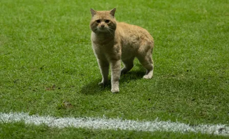 Bayern Munich, 'interesado' en fichar al gato del México contra Bermudas 