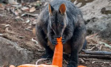 Helicópteros en Australia lanzaron zanahorias para ayudar a animales afectados por incendios