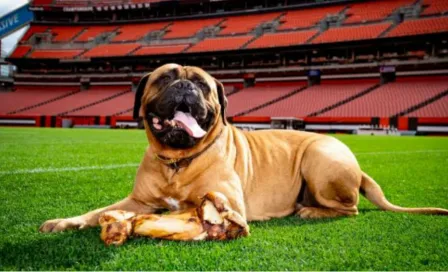 Swagger, mascota de los Browns, falleció a los seis años