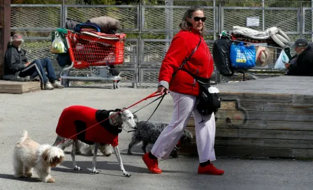 Investigadores británicos entrenarán a perros para detectar coronavirus