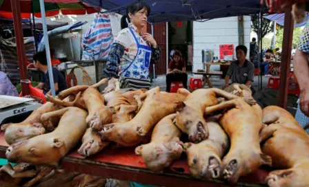 Ciudad china, Shenzhen, prohibió consumo de perros y gatos por coronavirus