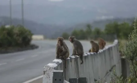 Grupo de monos robó muestras de sangre con Coronavirus