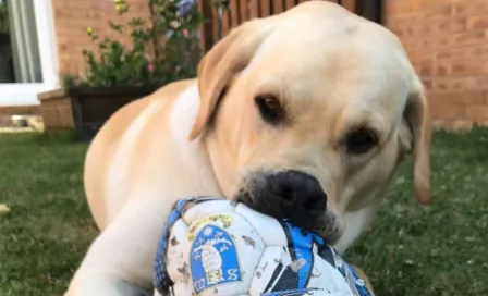 Championship: Barney, el perro aficionado del Sheffield Wednesday