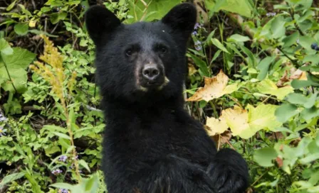 Video: Oso negro sorprendió a chicas en un Parque Ecológico de Monterrey 