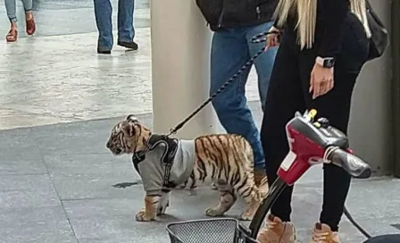 Mujer con tigre en Antara es 'amiga cercana' de Sebastián Cáceres