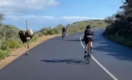 Video: Una avestruz 'participó' en carrera grupal de ciclistas en Sudáfrica