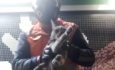 CDMX: Rescatan a gato de las vías del Metro en la estación Tepito