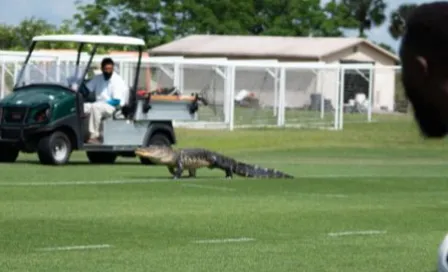 Cocodrilo invadió entrenamiento del Toronto FC previo a duelo ante Cruz Azul en 'Conca'