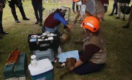 Socavón Puebla: Dos perritos que cayeron en el hoyo fueron salvados