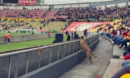 Morelia vs Pumas: 'Canaria' ingresó al juego entre ates y universitarios