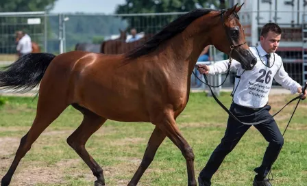 Caballo de carreras murió después de que el jinete lo drogara con cocaína