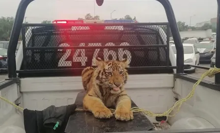 Tigre de bengala que deambulaba en Cuautitlán Izcalli fue capturado