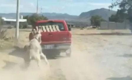 Video: Captaron a camioneta roja arrastrando a burro amarrado en Hidalgo