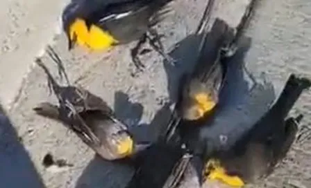 Video: Cientos de aves cayeron muertas en Chihuahua