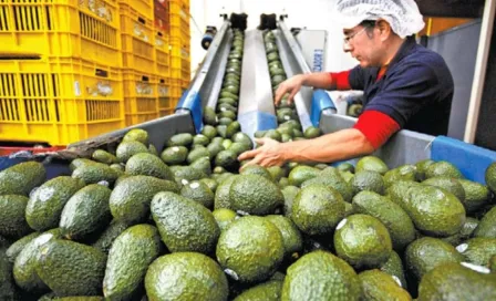 Estados Unidos suspendió importación de aguacate de México