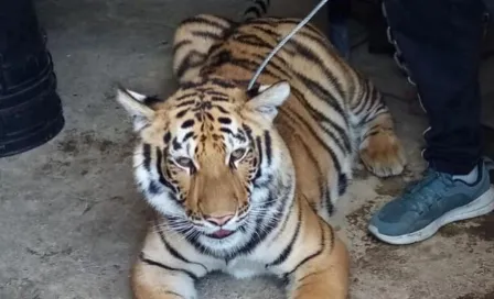 PROFEPA rescató a tigre que se encontraba en vivienda de Chimalhuacán