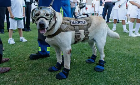 Frida: Perrita rescatista en sismos del 2017, se encuentra "delicada" de salud