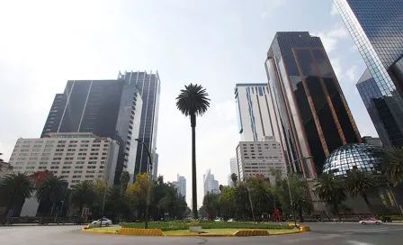 Palma de Reforma: ¿Por qué será retirada la icónica palmera de la CDMX?