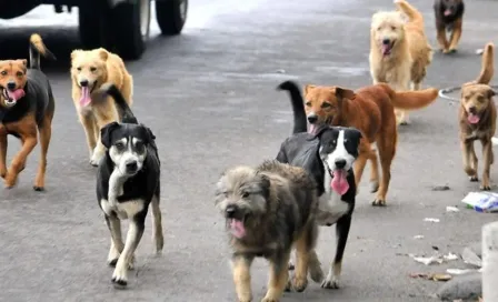 Tultitlán: Hombres detenidos por vender 'tacos de perro' serán juzgados en libertad