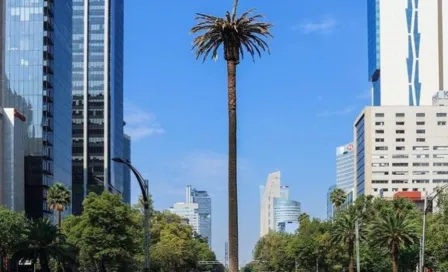 CDMX: Ahuehuete sustituirá a la palmera en el Paseo de la Reforma